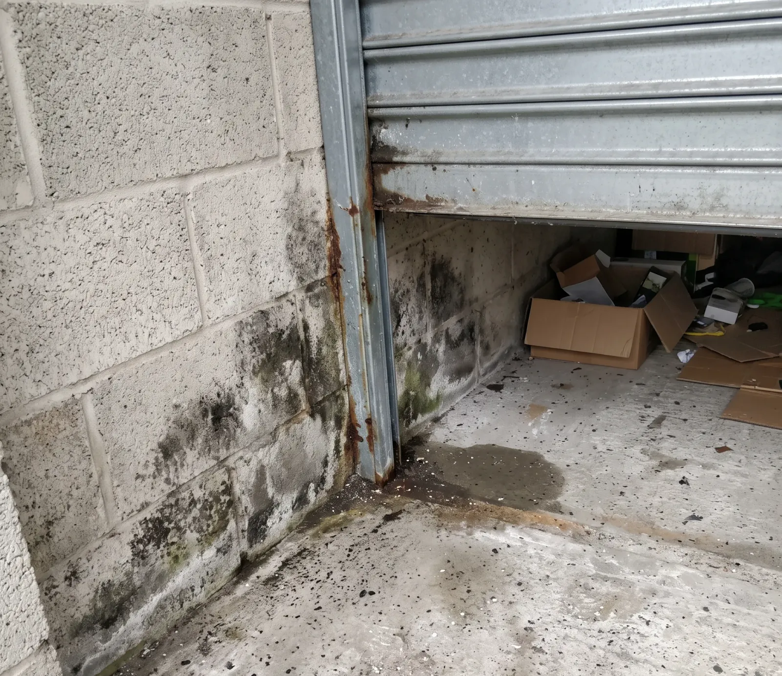 Is Black Mold Dangerous? What Atlanta Homes Face